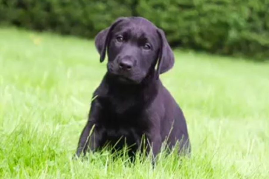 Sponsored Hearing For Dogs For Deaf People Puppy, Yianis Second Update 12 Months On